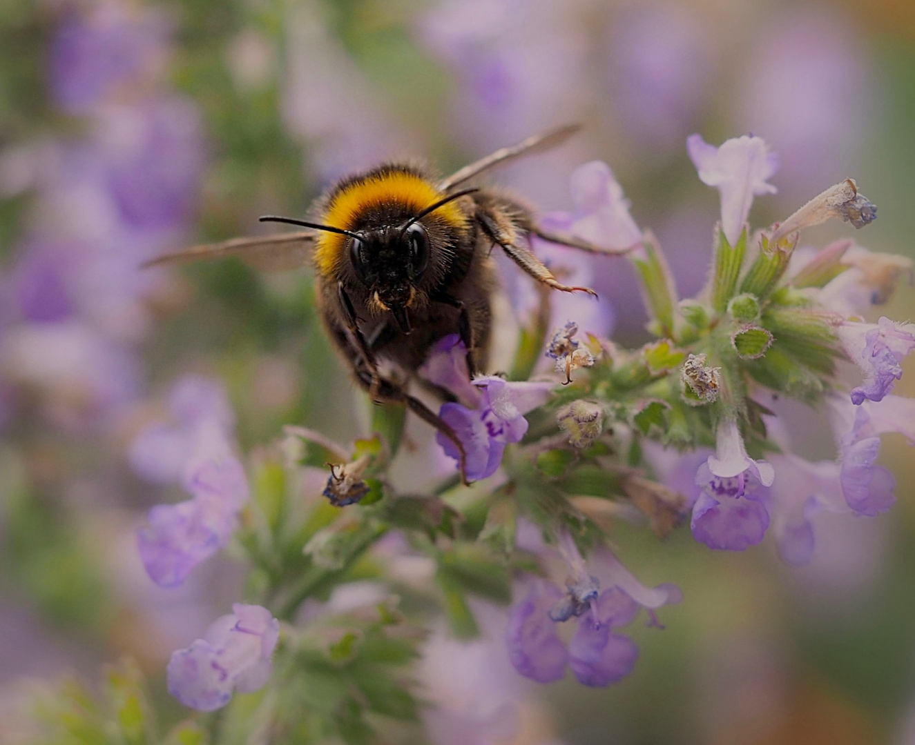 Die schnelle Hummel