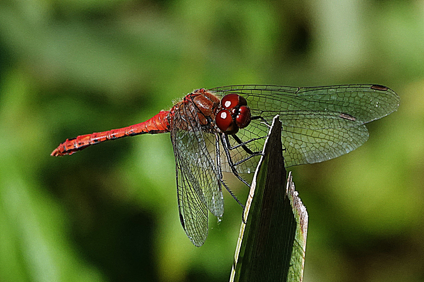 die schnelle Libelle