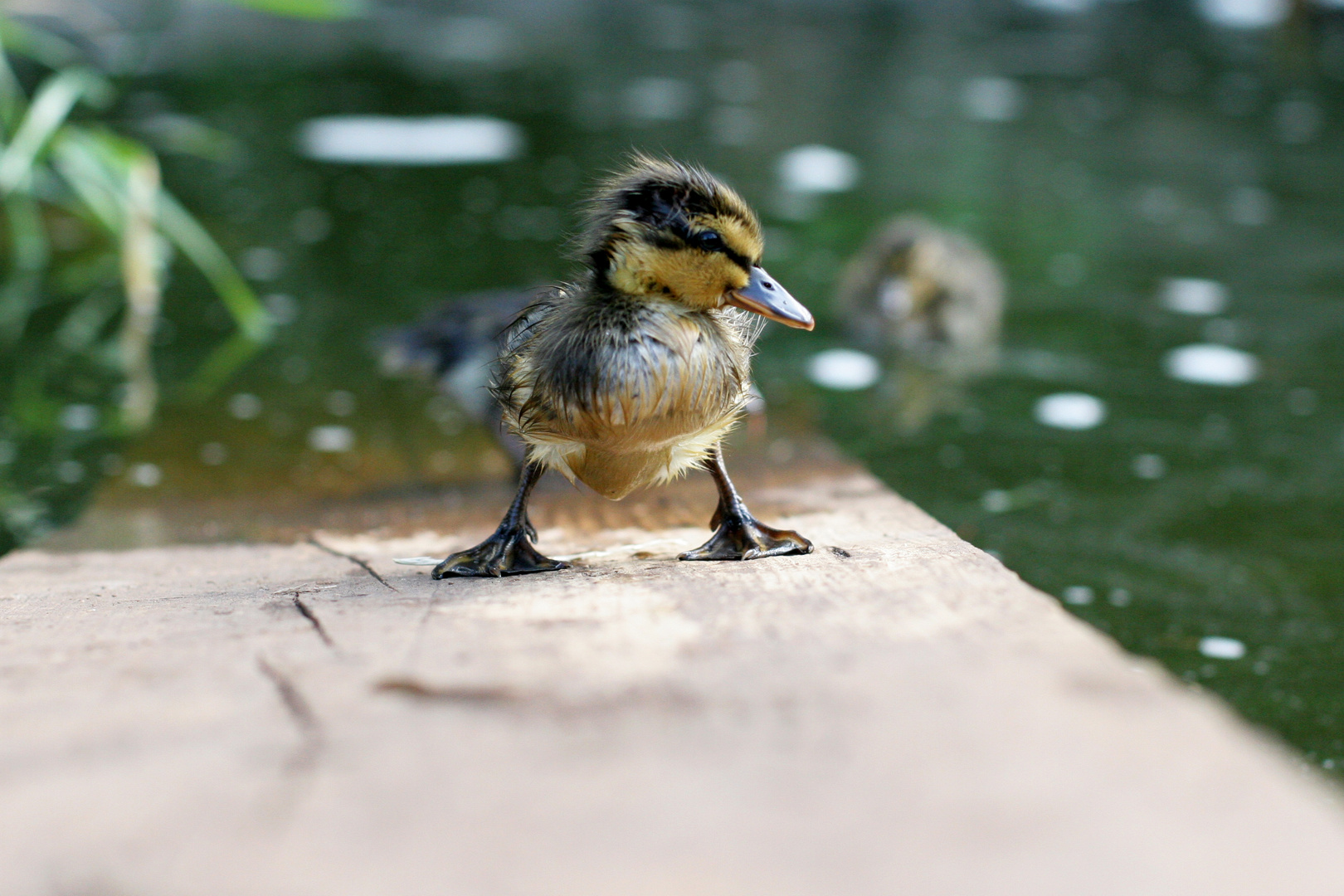 die schnellste Ente von Mexiko