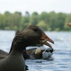 die schnellste gans