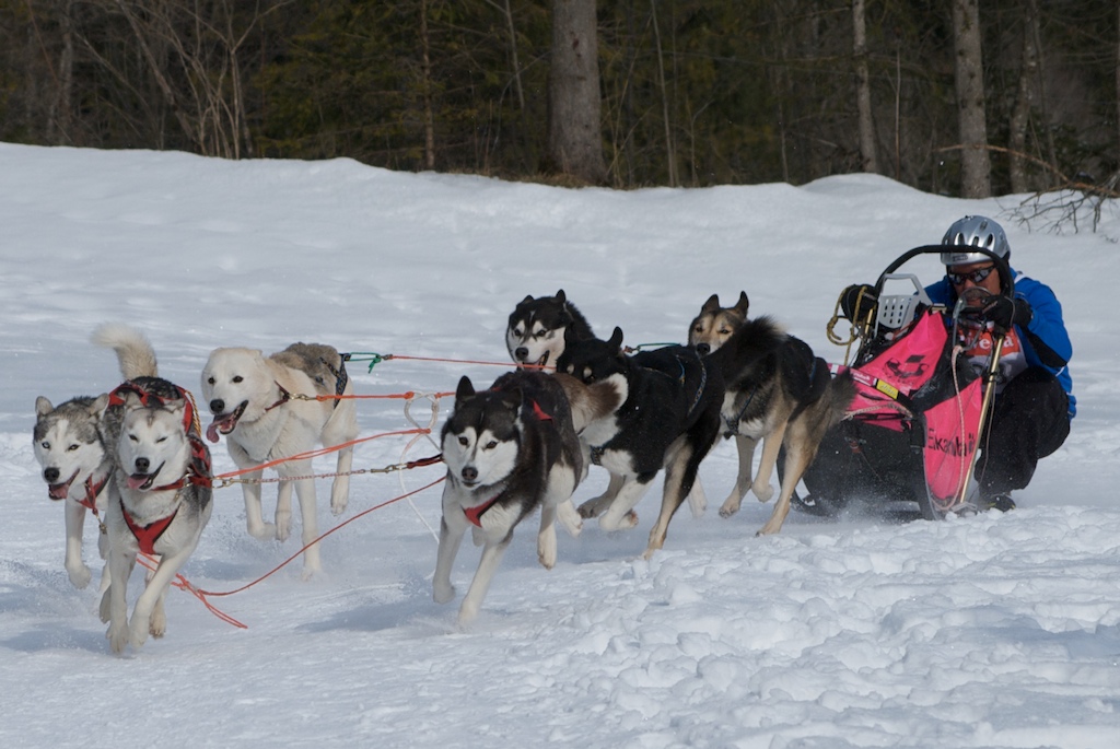 Die schnellsten Hunde im Schnee