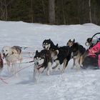 Die schnellsten Hunde im Schnee