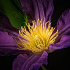 Die schnellvergängliche Clematis