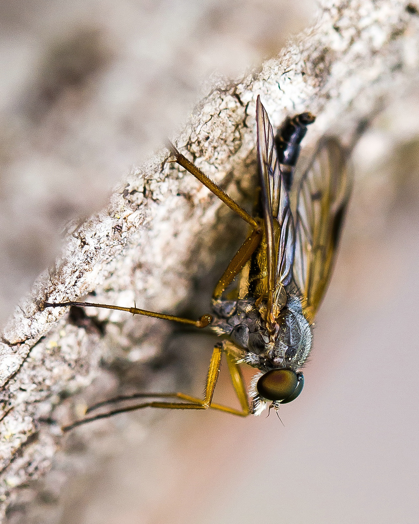 Die Schnepfenfliegen ließen es sich heute nochmals gut gehen