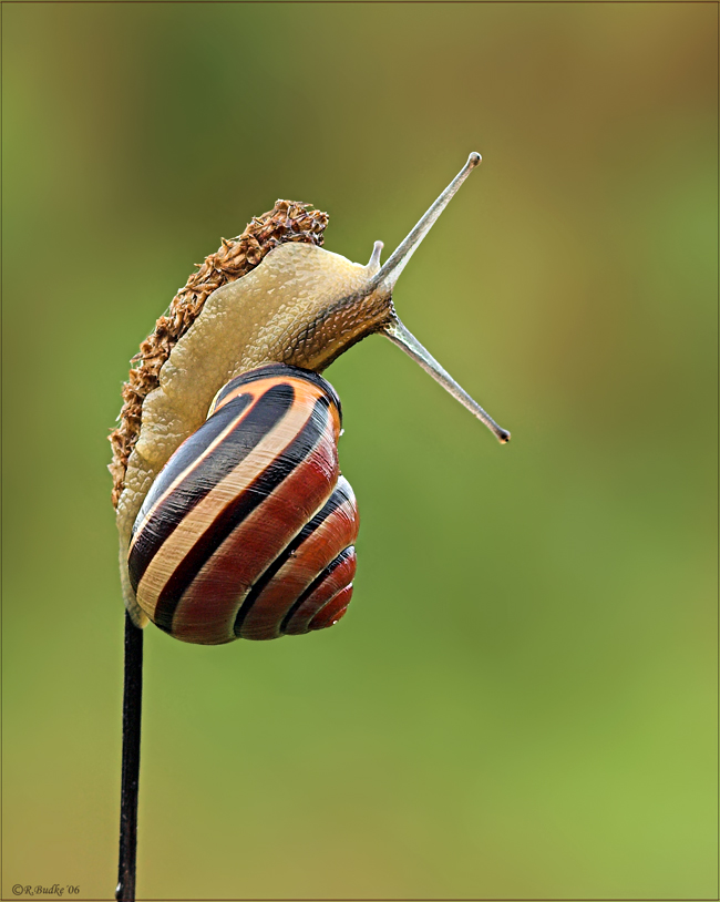 Die Schnirkelschnecke