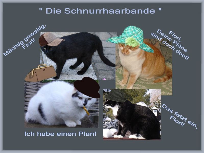 Die Schnurrhaarbande