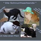 Die Schnurrhaarbande