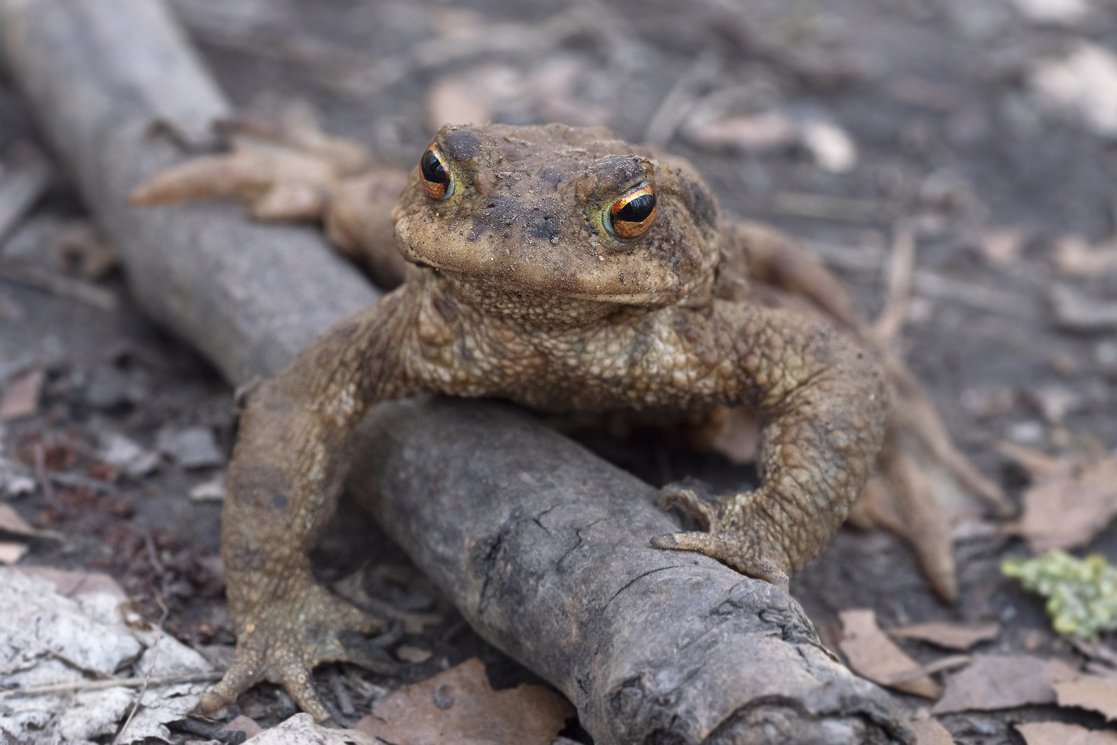 Die Schnute wie Kermit der Frosch