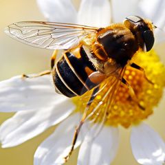 die Schöhnheit der Natur