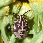 Die schön gezeichnete Larve der Wanze Carpocoris fuscispinus