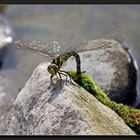 Die Schöne am Gartenteich (2)