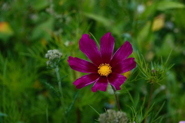 Die Schöne am Wegesrand