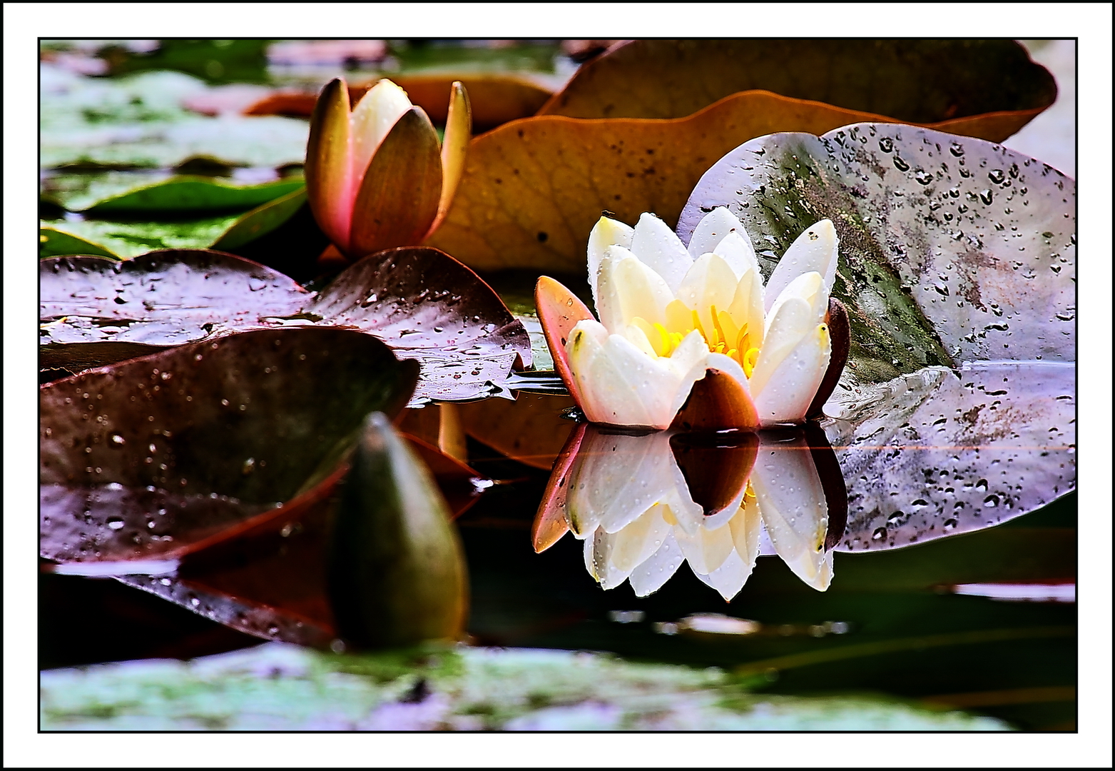 Die Schöne auf dem Weiher III