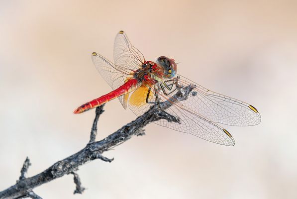 Die Schöne auf dem Zweig