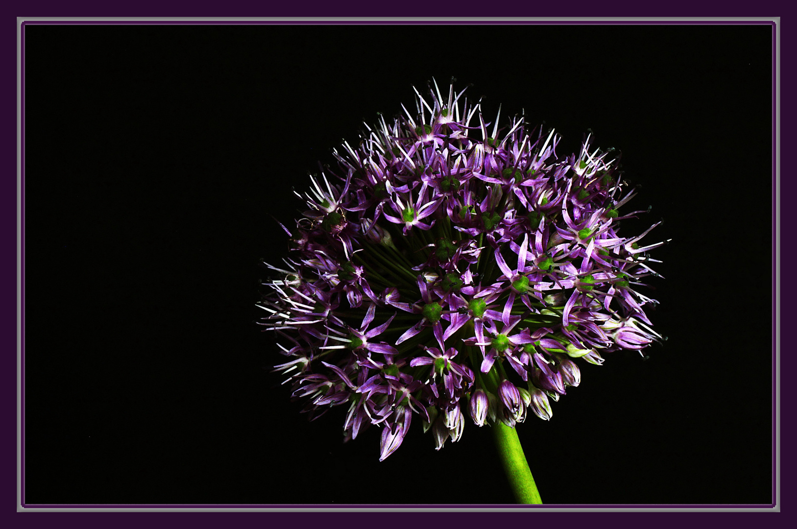 die Schöne aus dem Blumenladen