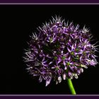 die Schöne aus dem Blumenladen