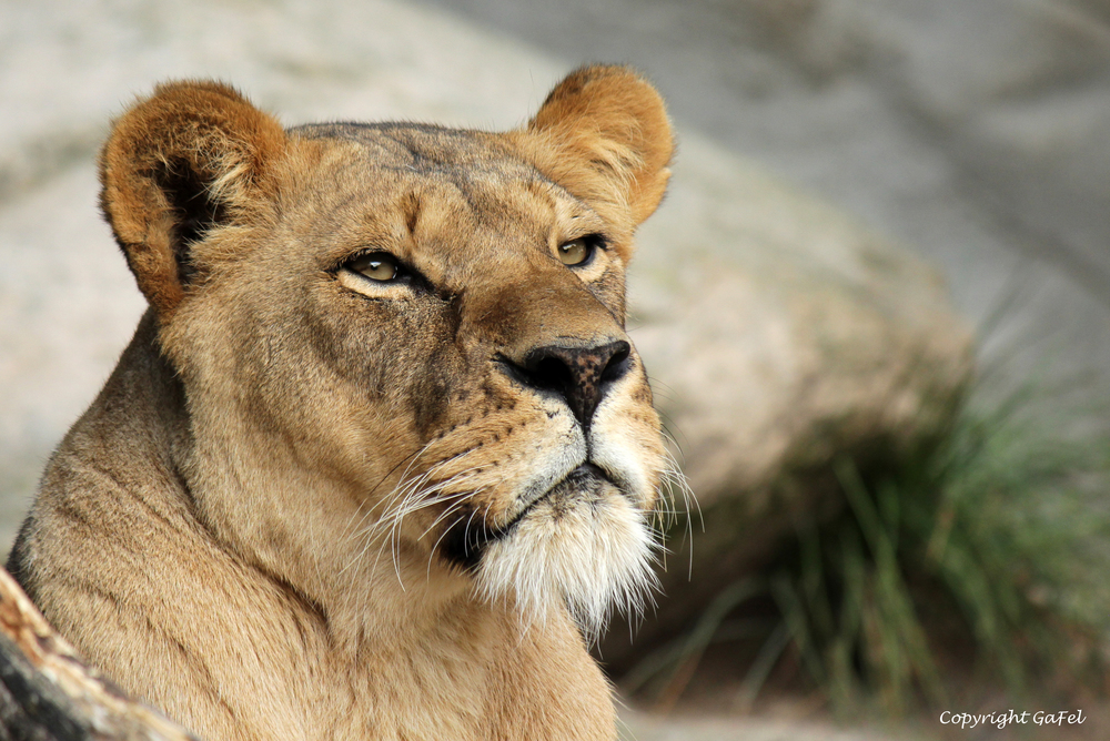 Die Schöne aus der Löwenschlucht Foto & Bild tiere, zoo, wildpark