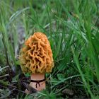 Die schöne Bella Morchella ...