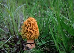 Die schöne Bella Morchella ...