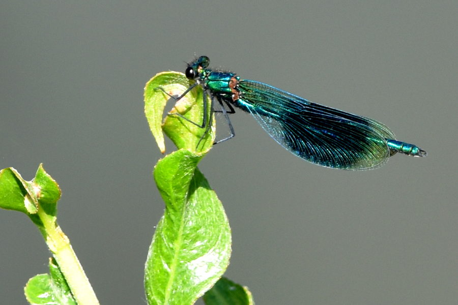 Die schöne Blaue