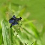 Die schöne Blaue