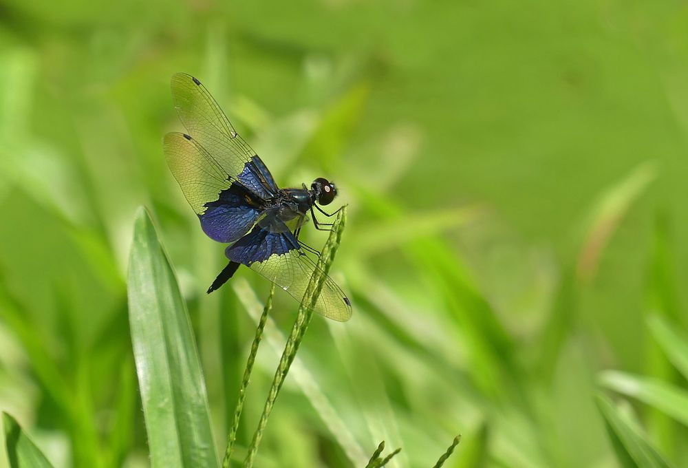 Die schöne Blaue