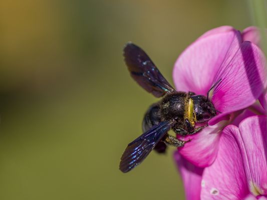 Die schöne blaue Holzbiene.