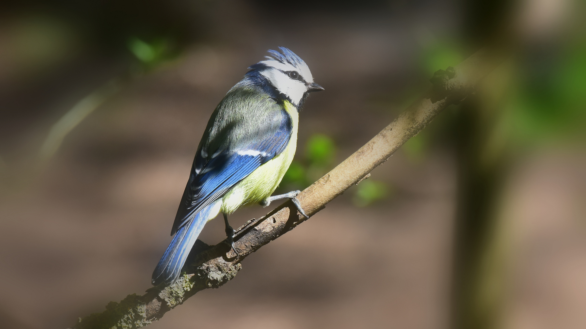 Die schöne Blaumeise.....