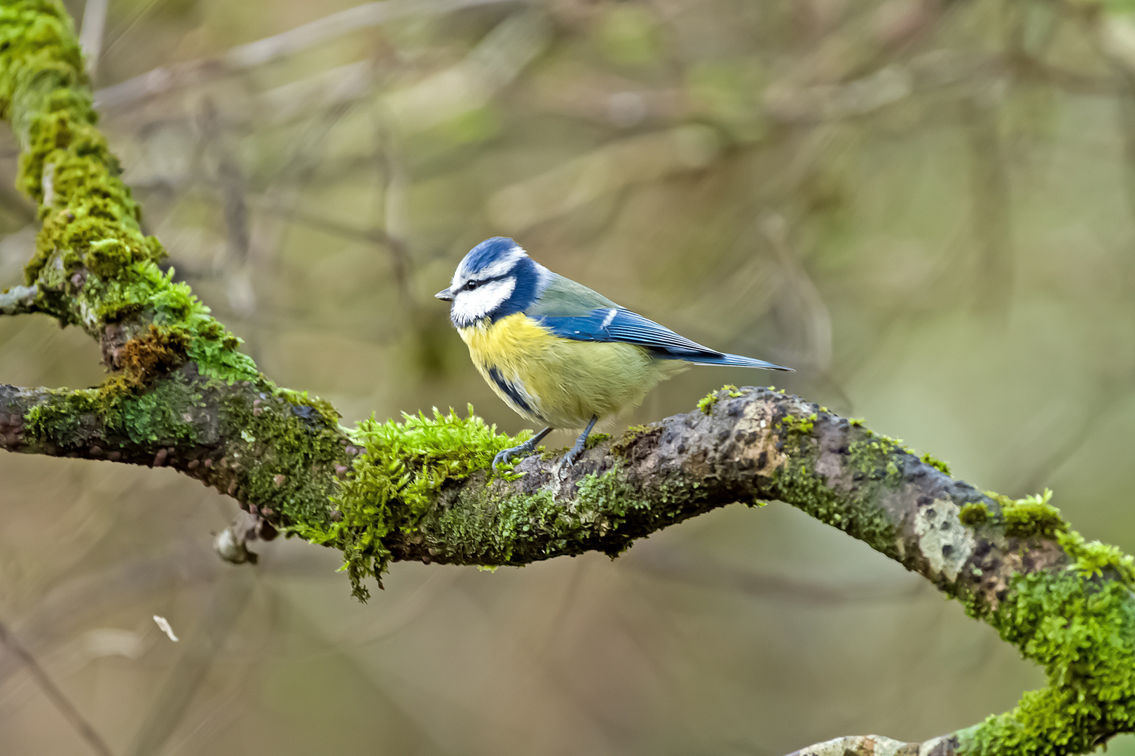 Die schöne Blaumeise auf dem Ast im Wald