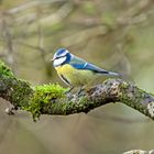 Die schöne Blaumeise auf dem Ast im Wald