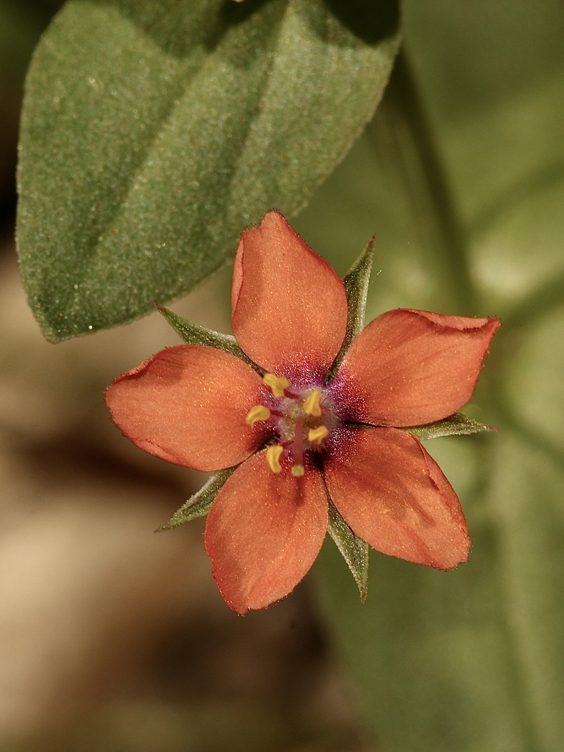 Die schöne Blüte des kleinen ACKER-GAUCHHEILs (Anagallis arvensis)