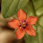 Die schöne Blüte des kleinen ACKER-GAUCHHEILs (Anagallis arvensis)