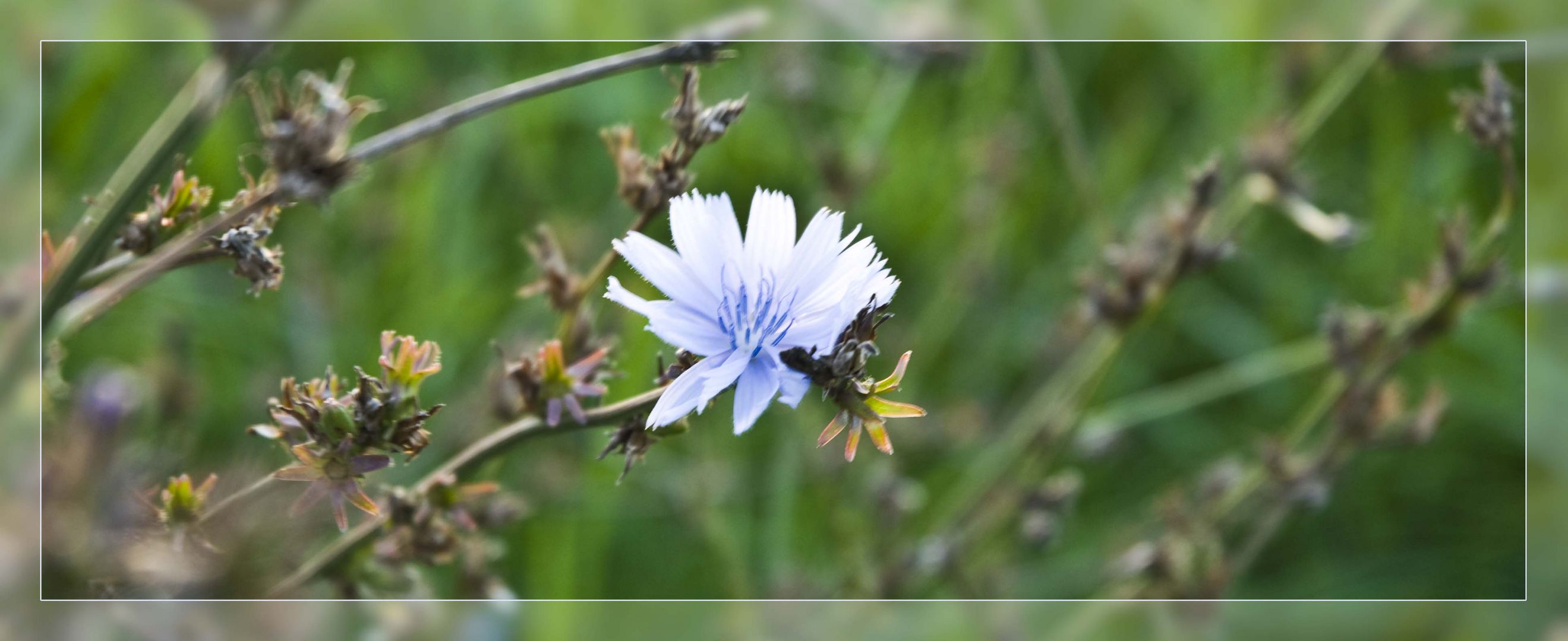 Die schöne Blüte