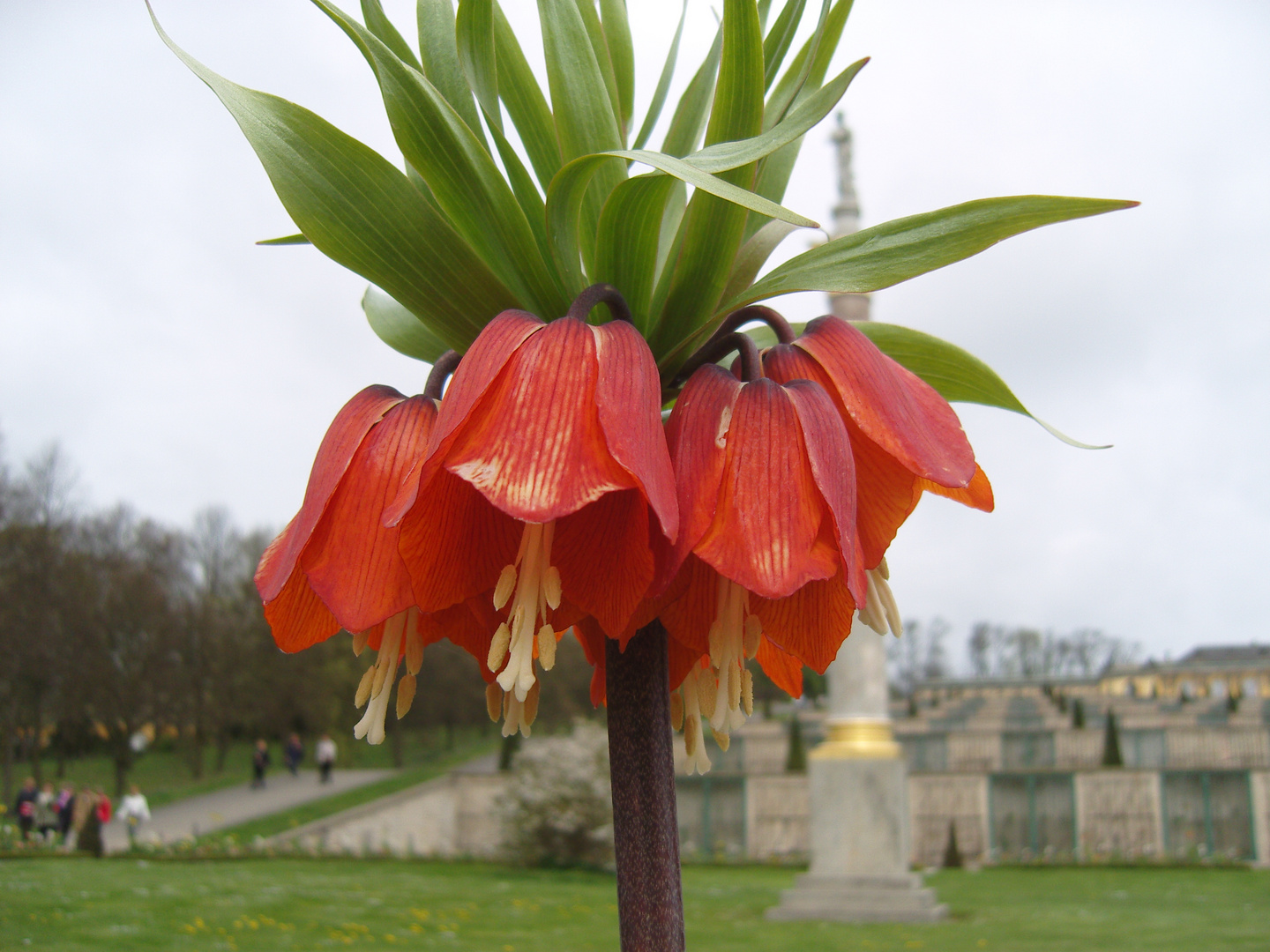 Die schöne Blume