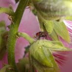 Die schöne Blume und das Biest II