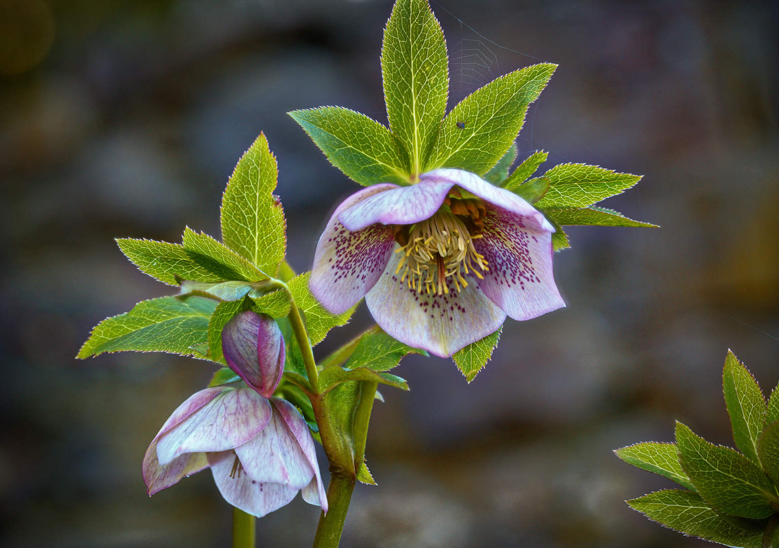 Die Schöne: Christrose oder Schwarze Nieswurz (Helleborus niger).....