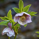 Die Schöne: Christrose oder Schwarze Nieswurz (Helleborus niger).....