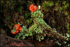 Die schöne Cladonia im Doppelpack