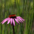 Die Schöne & das Bienchen