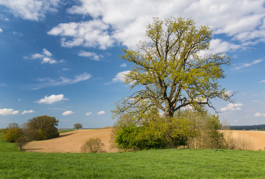 Die schöne Eiche