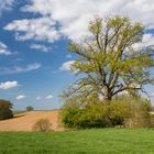 Die schöne Eiche