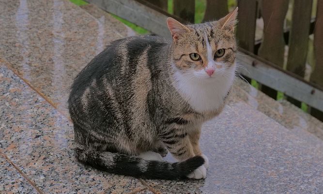 die "Schöne", eine Freundin von Alexa