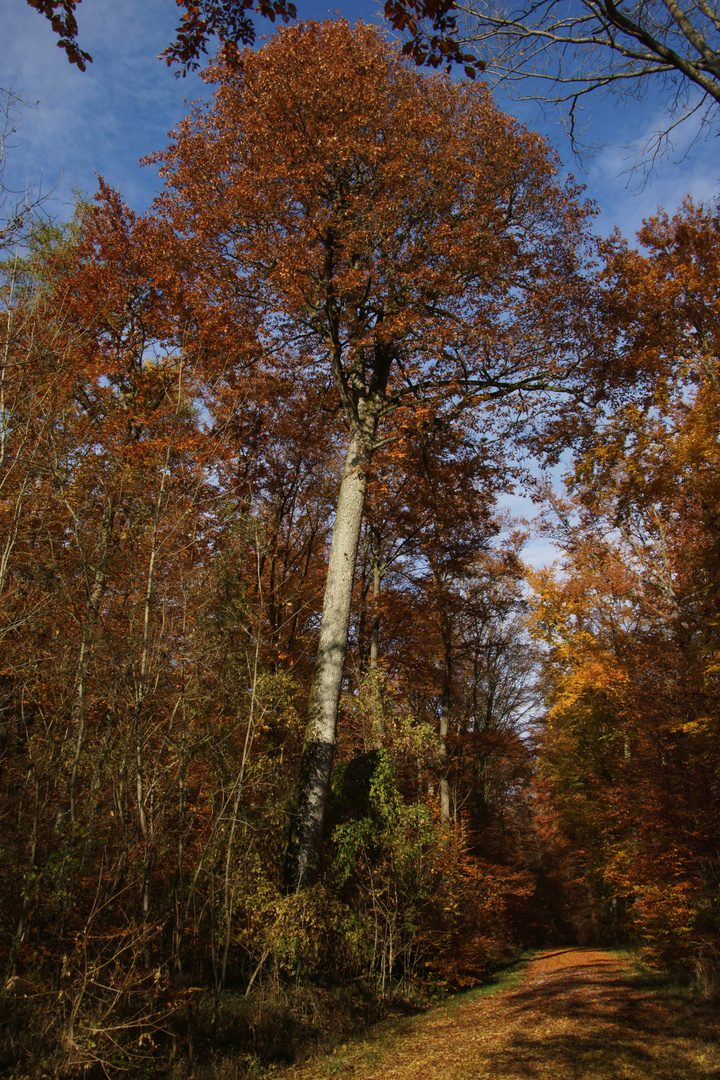 Die "Schöne Else"