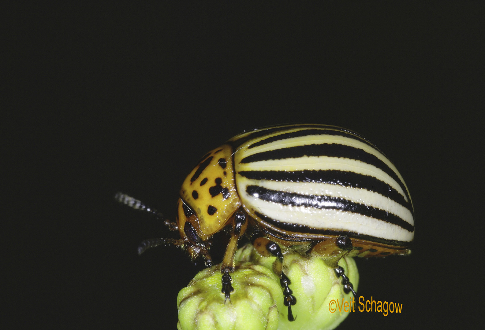 Die schöne Flanke