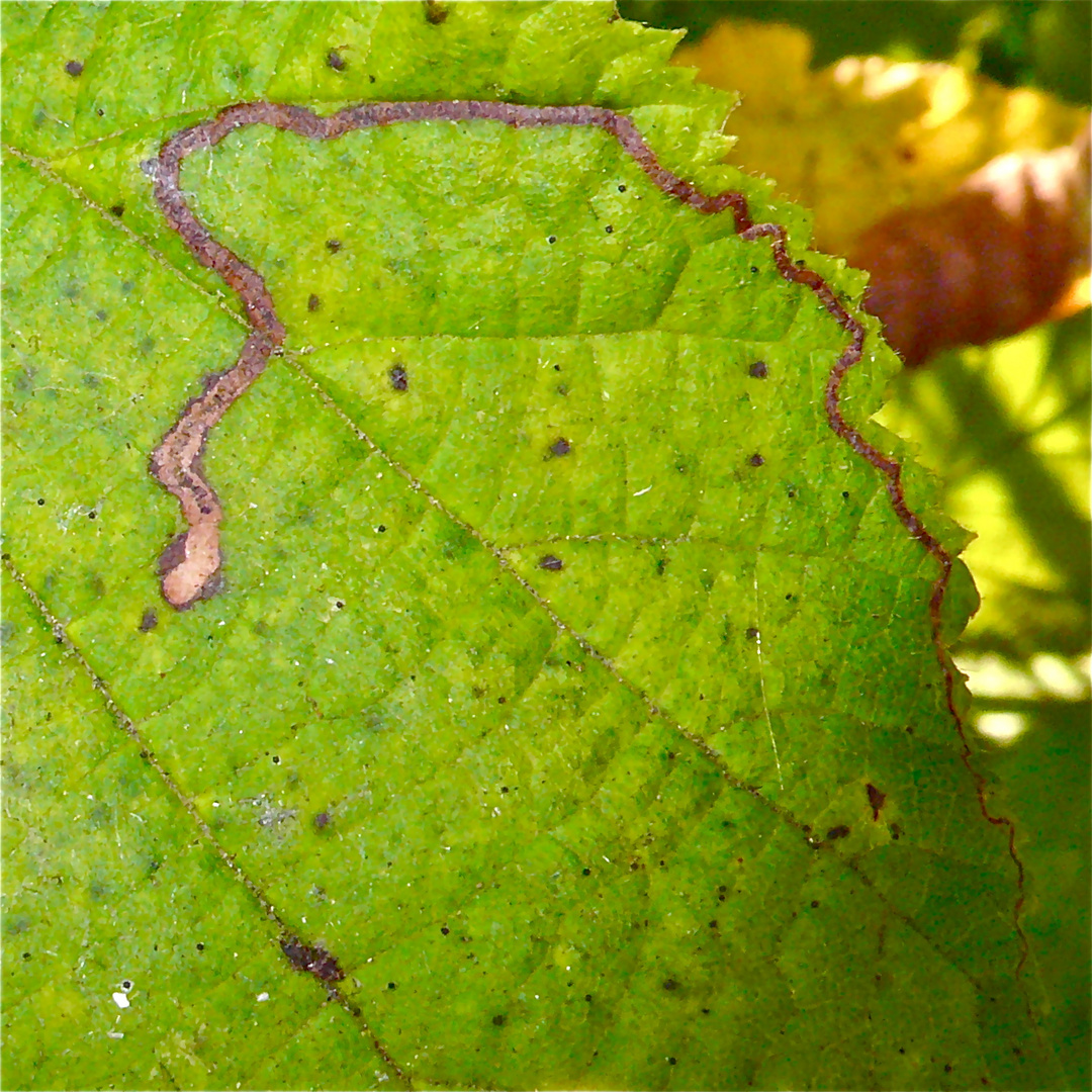 Die schöne Gangmine eines Kleinschmetterlings der Gattung Nepticula . . .