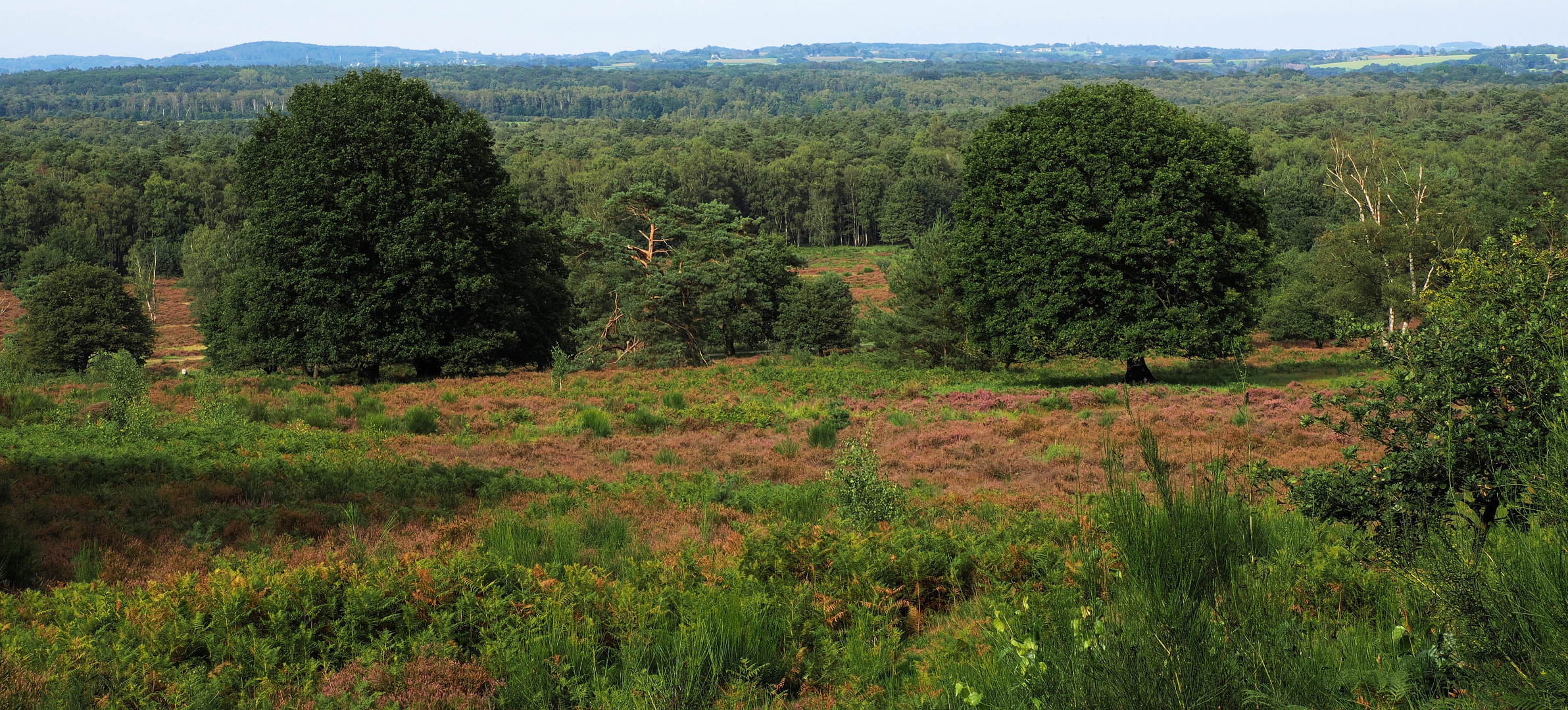 Die schöne Heide ….