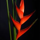 die schöne Heliconia