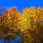 Die schöne Herbstwetter in der Schweiz...