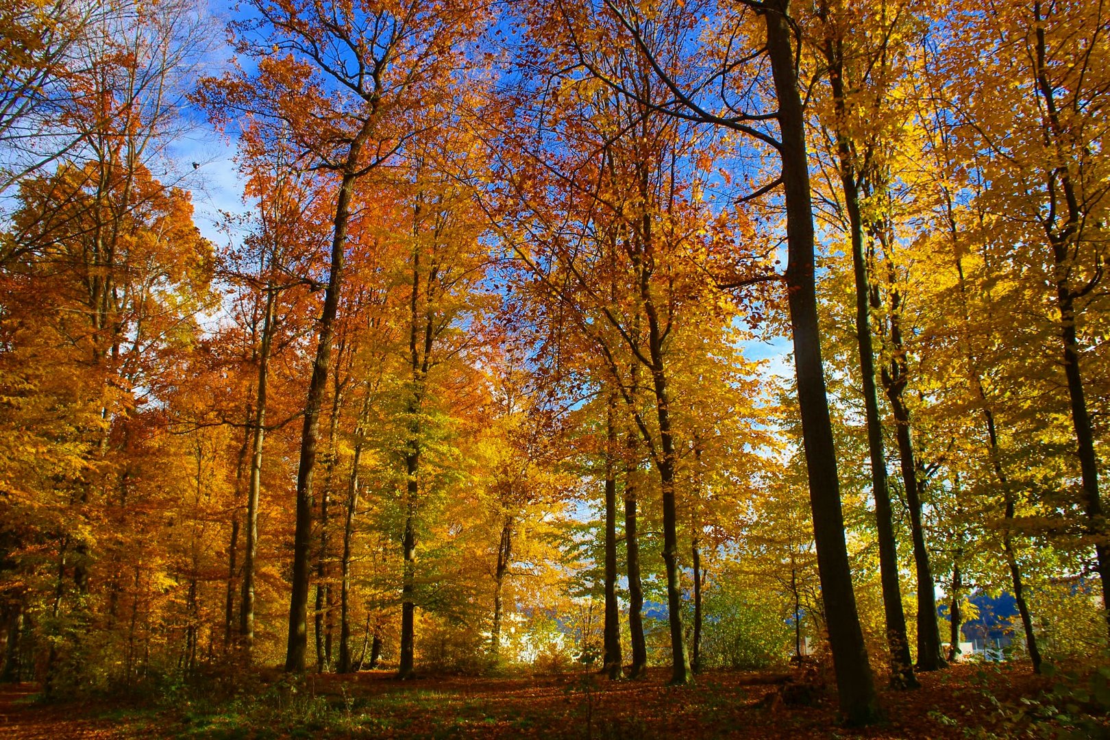 Die schöne Herbstwetter in der Schweiz...