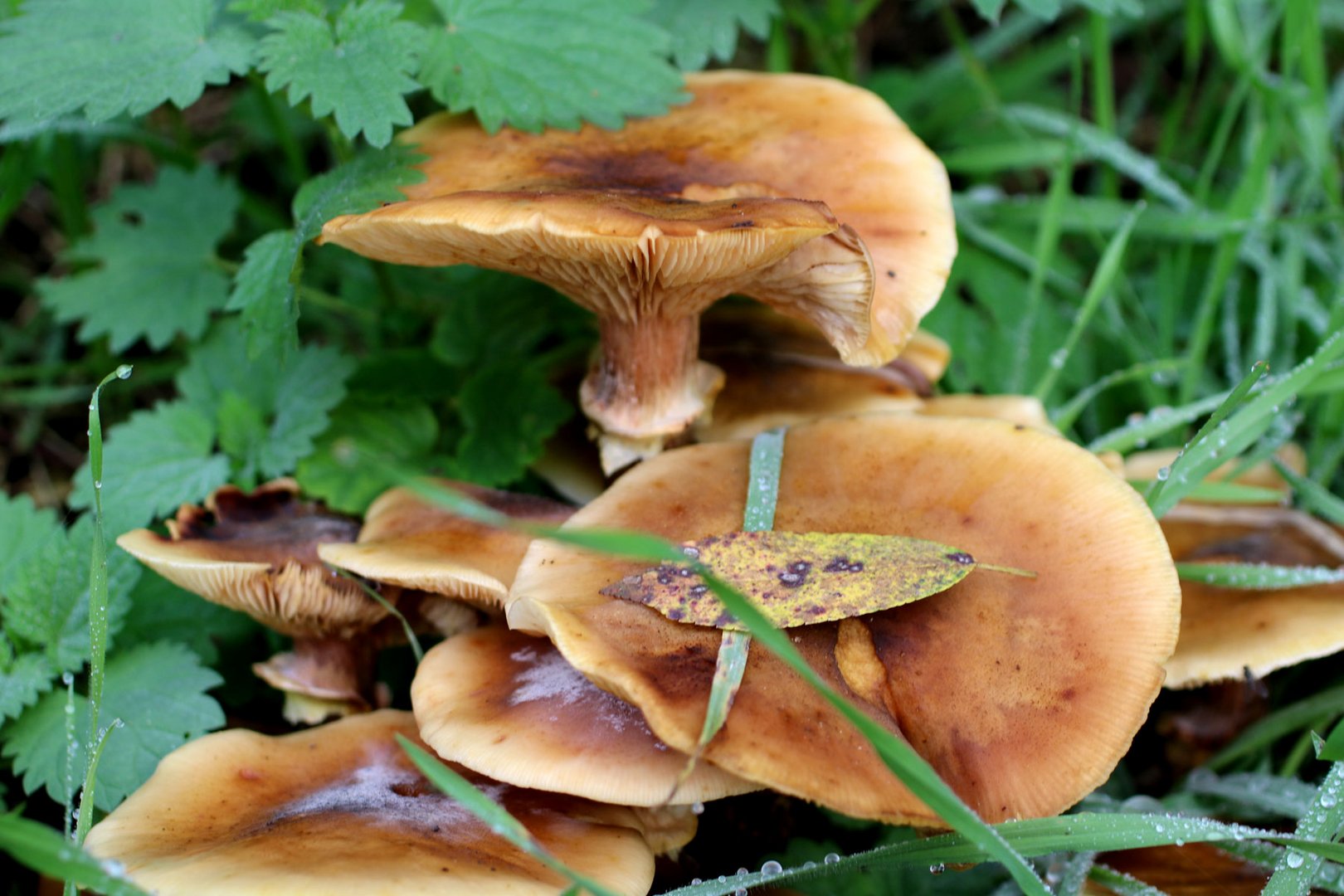 die schöne herbstzeit bringt wieder die pilze zum sprießen. an jedem baumstumpf sind sie zu sehen.